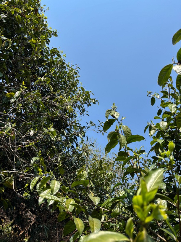 单株21号 兰香蜜韵蜜花香普洱茶生茶