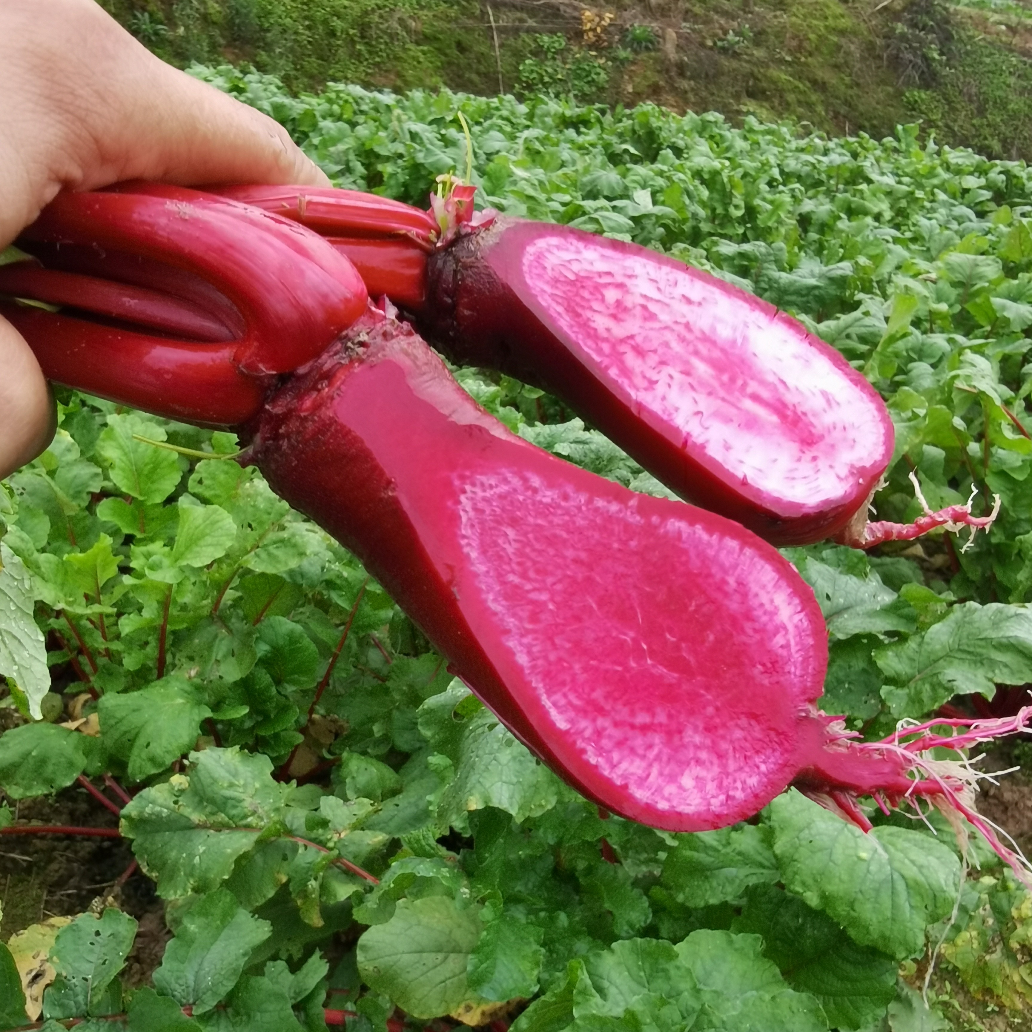 正宗涪陵胭脂萝卜泡菜提色专用胭脂萝卜红皮红心丑萝卜优质农产品