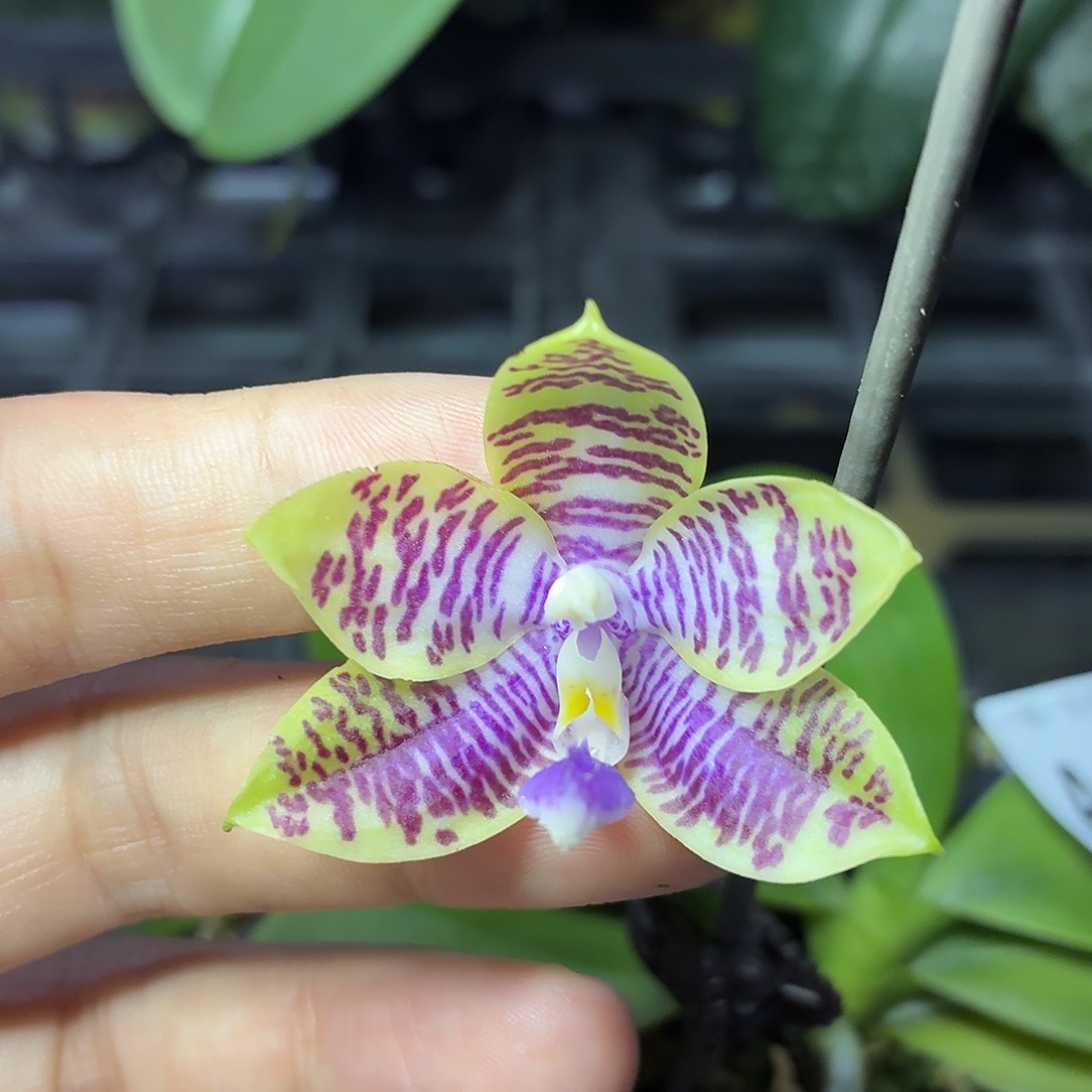 当前无花朵，栽培后可花朵A172