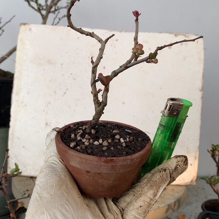 无花朵浅****月原生小品....