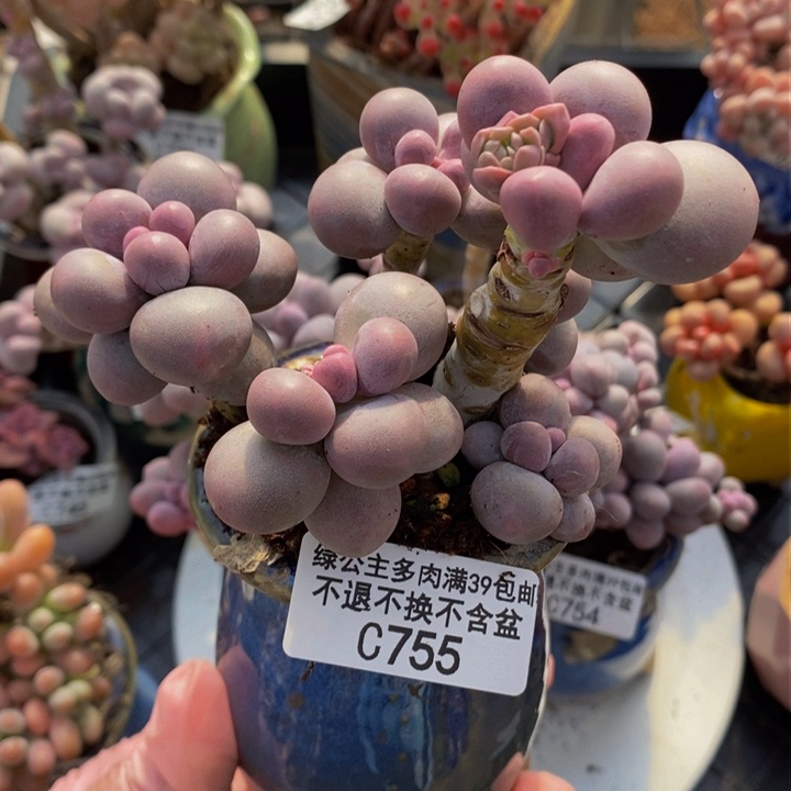 香水手指奶掉叶755多肉植物 