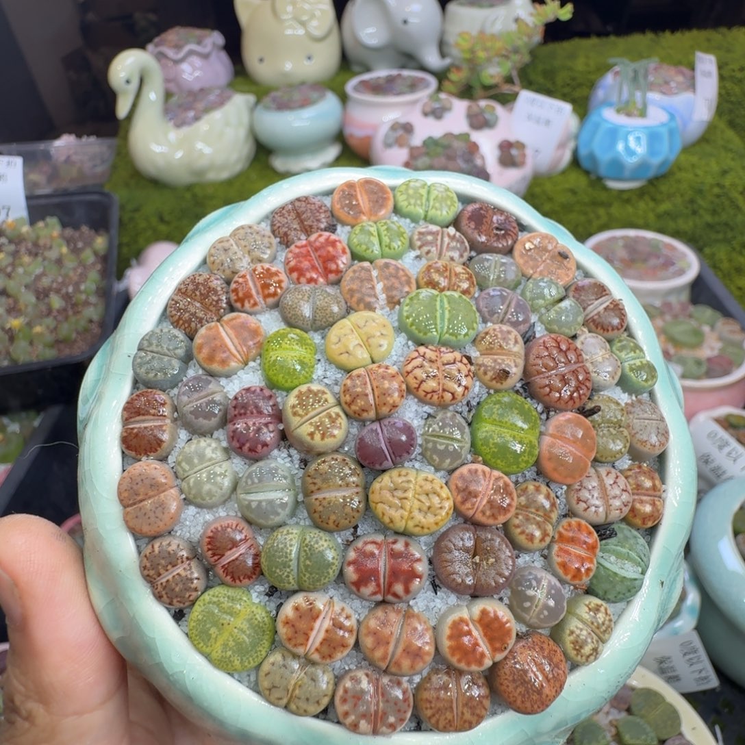 多肉植物福利冲821
