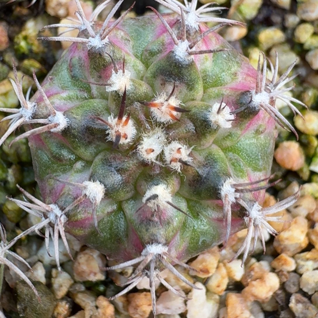 米哈实生自然锦海轮系列15