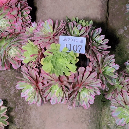 107花脸粉黛多肉植物