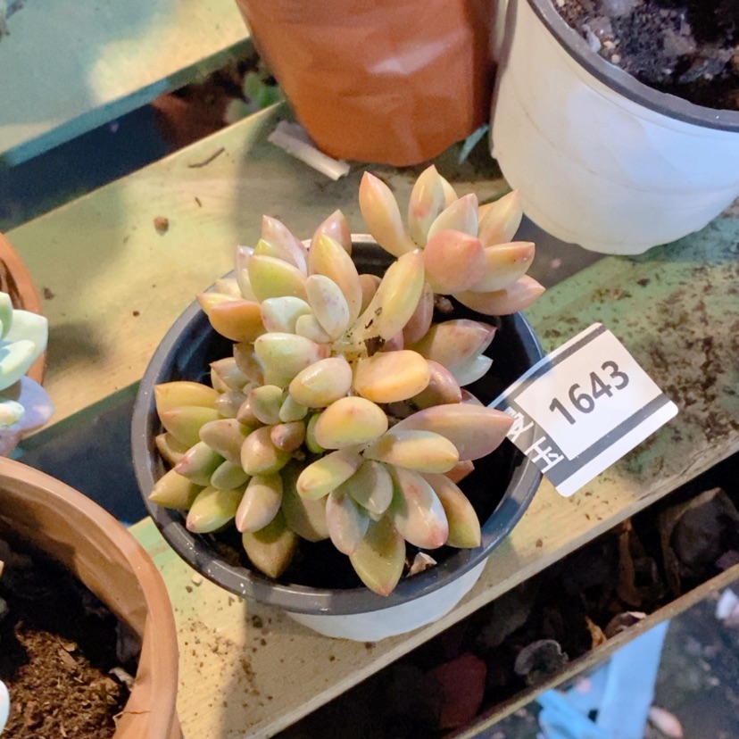 【闪购商品】桃花源1643