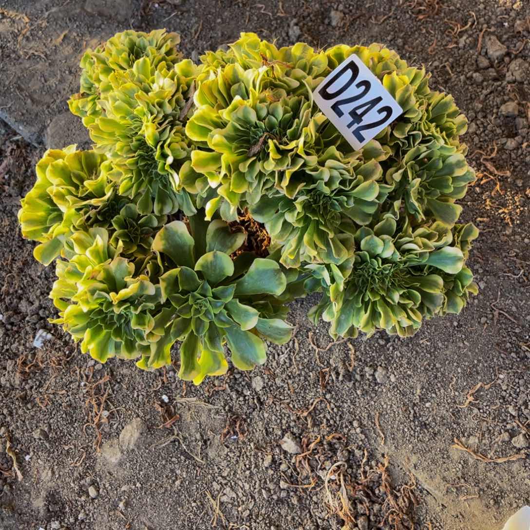 绿豆沙法师28////32