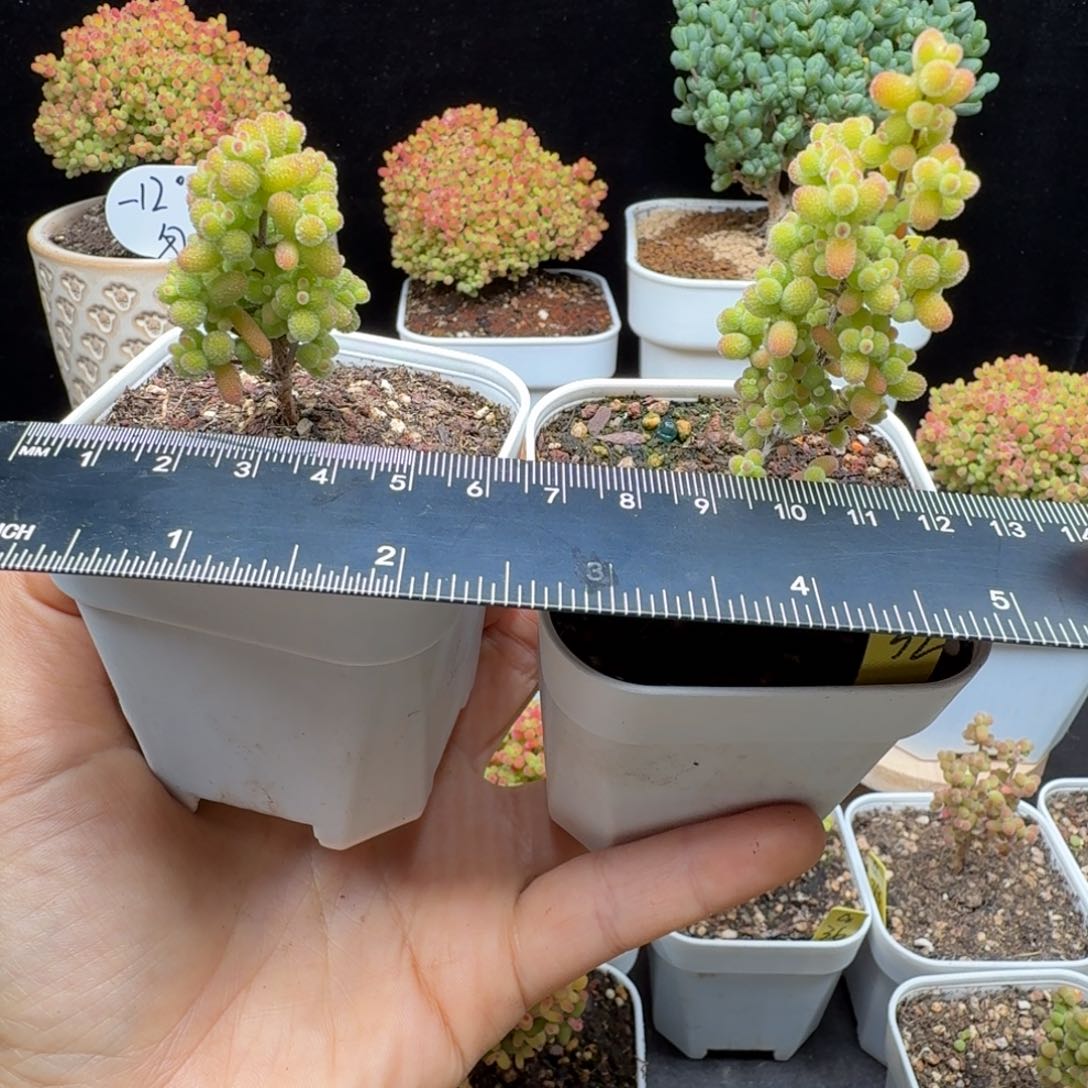 a32号金桔冠服3厘米两棵