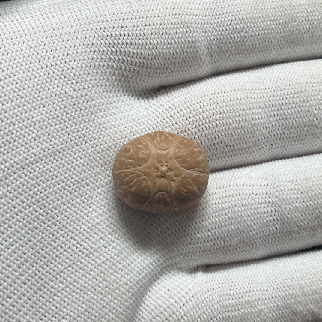 尼泊尔小凤眼六道轮回尺寸20mm厚13.6mm没打孔