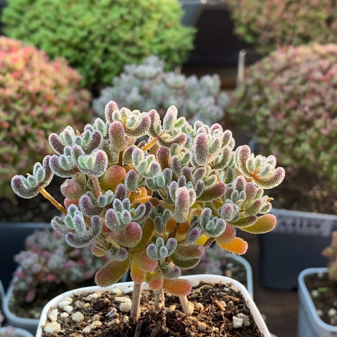 优选冰晶4208枝干番杏