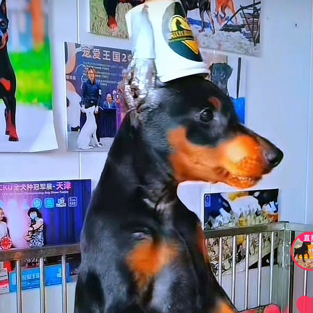 043-08迷你宾莎犬、迷你杜宾