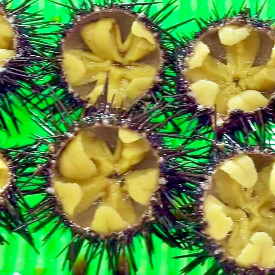 大连本地紫海胆黑胆，2斤3斤起拍，活鲜活发保鲜保肥不保活