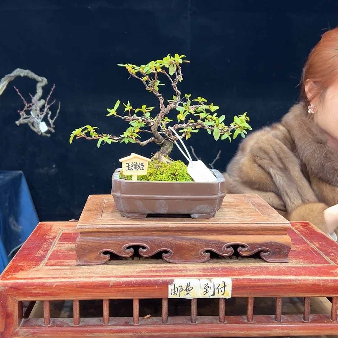 游***詹无花朵杜鹃花的诗作