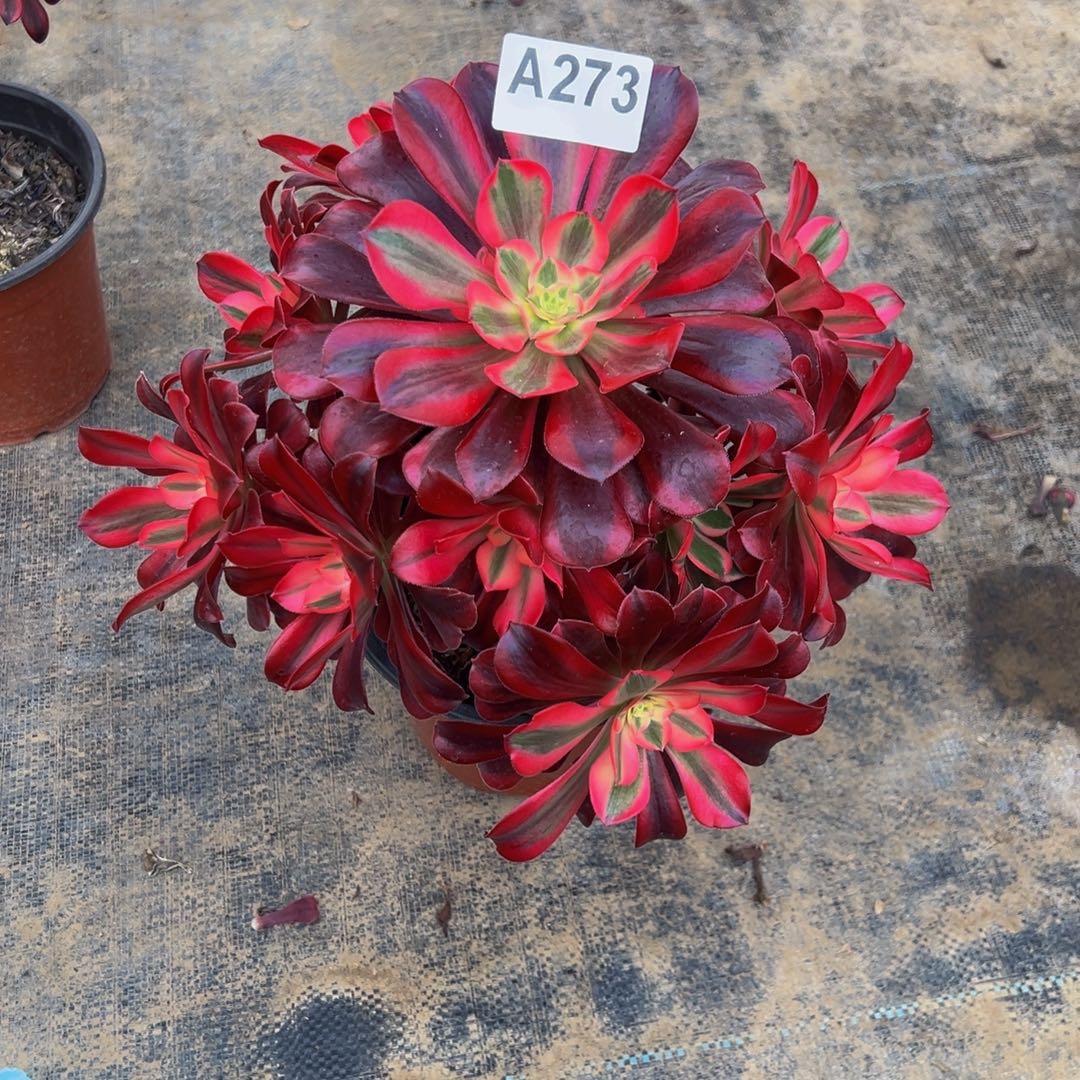 七***夕无花朵美杜莎法师273