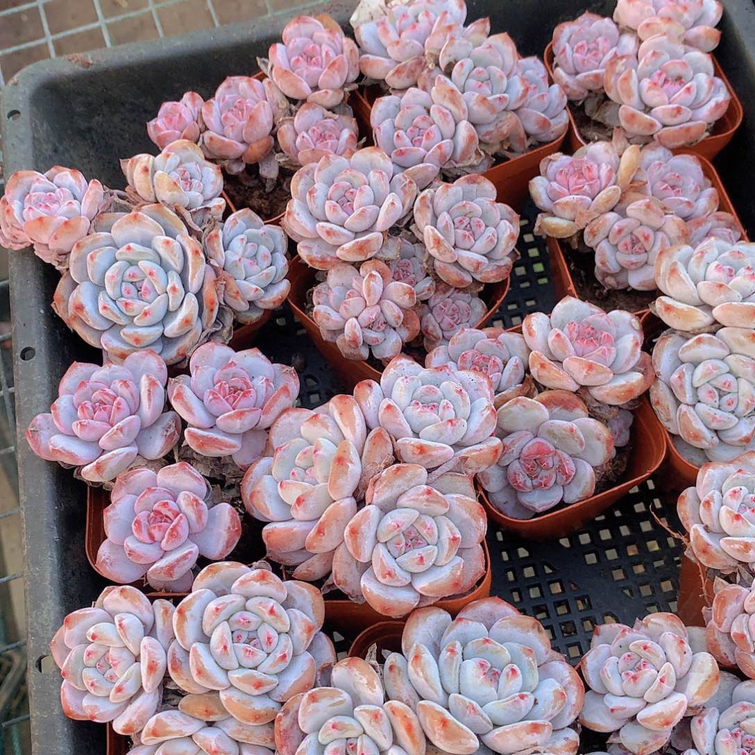 两颗多头石榴籽345667788999