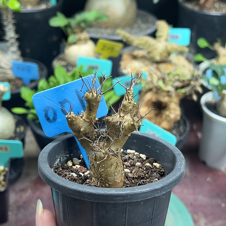 刺烛后盾菊多肉植物
