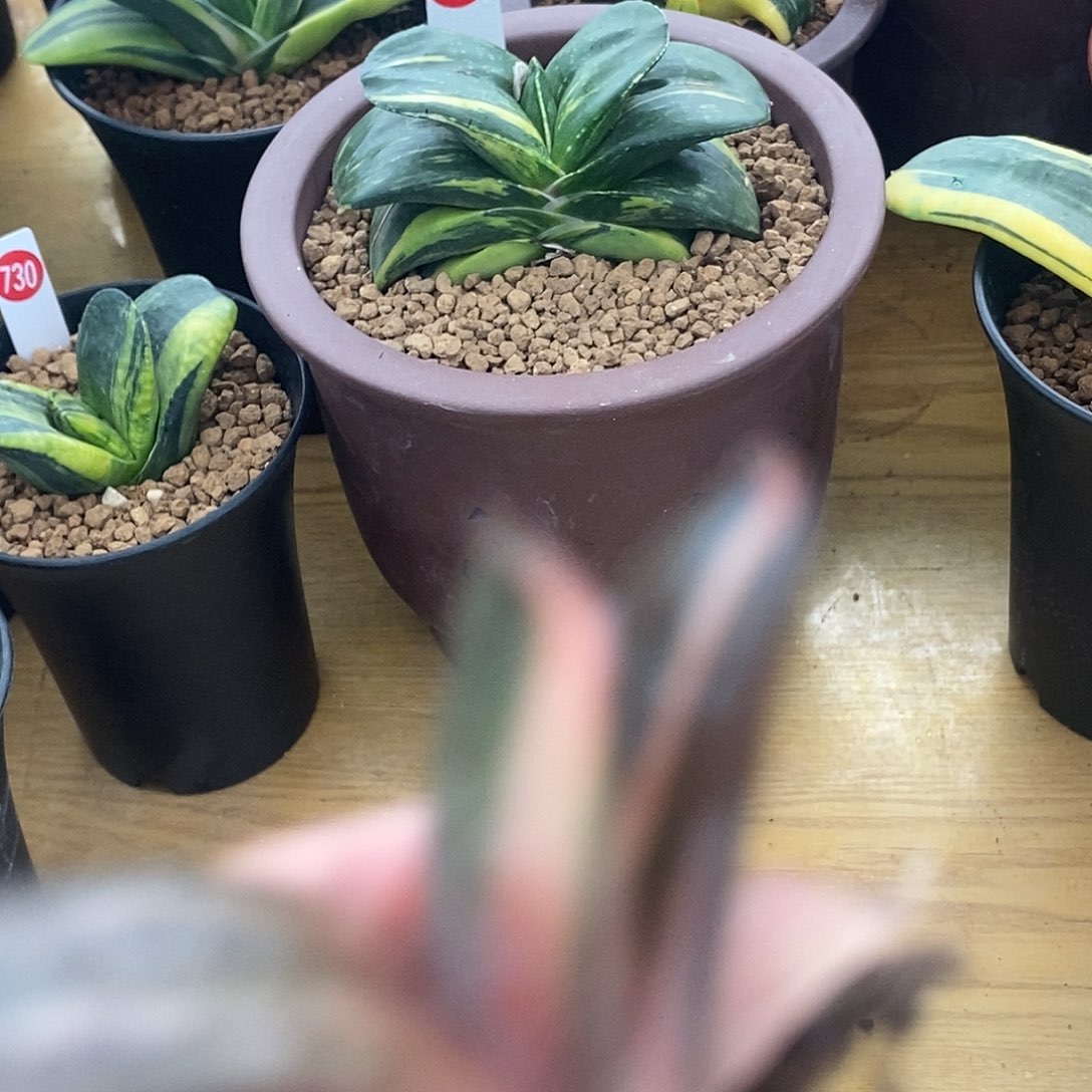 秦***全123456达摩实生锦带盆发货