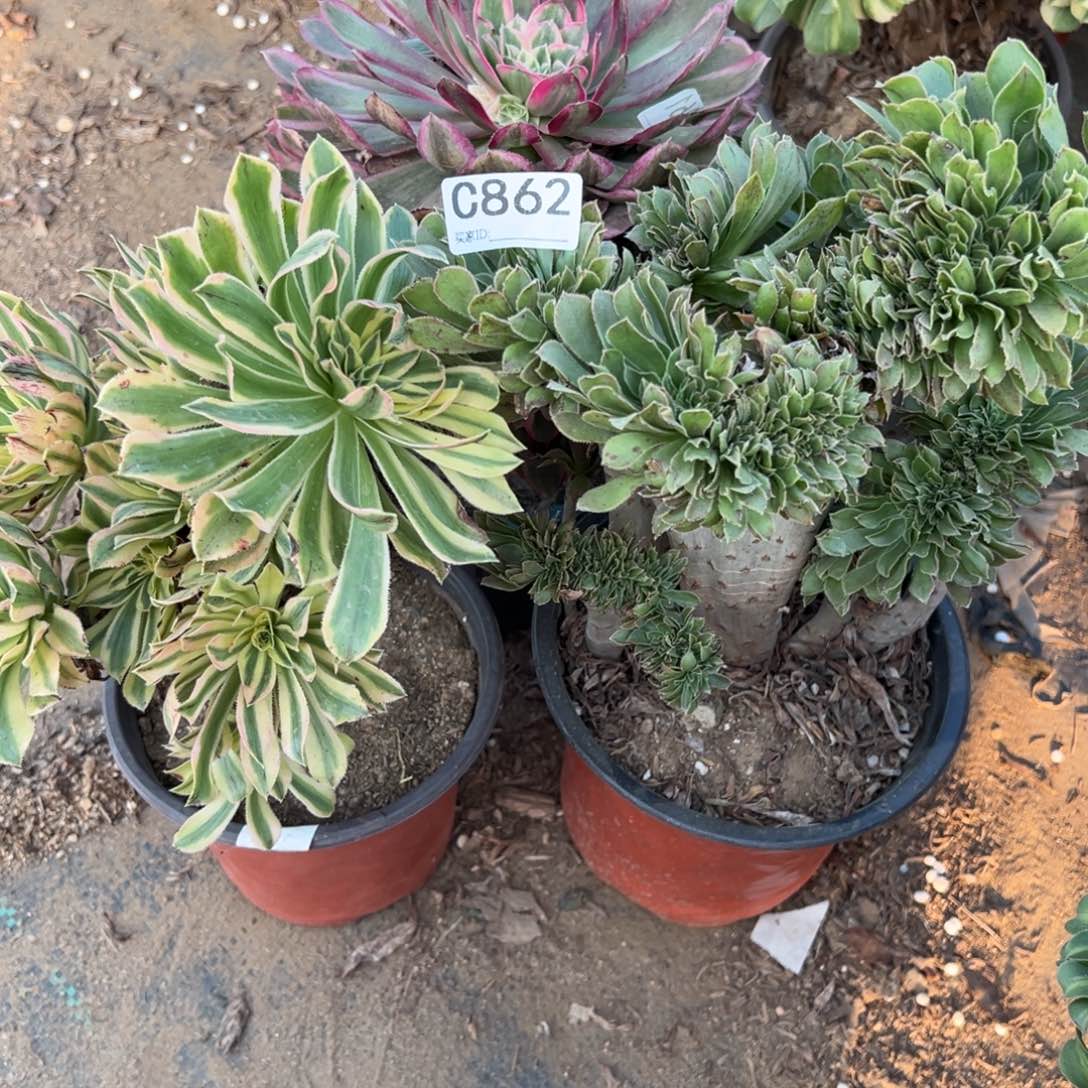 我***欢862三颗组合多肉植物法师