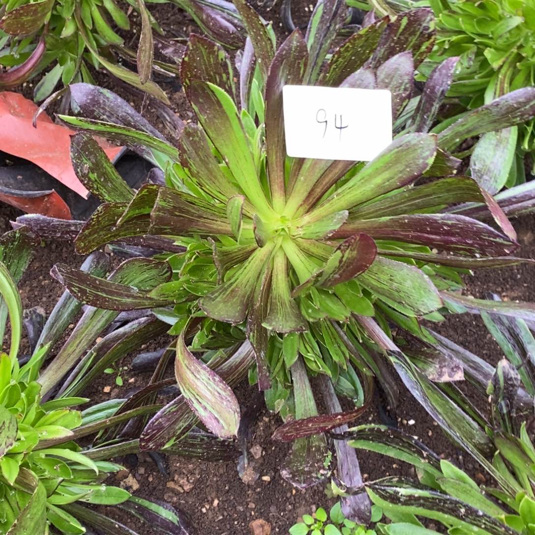 94水墨丹青多肉植物