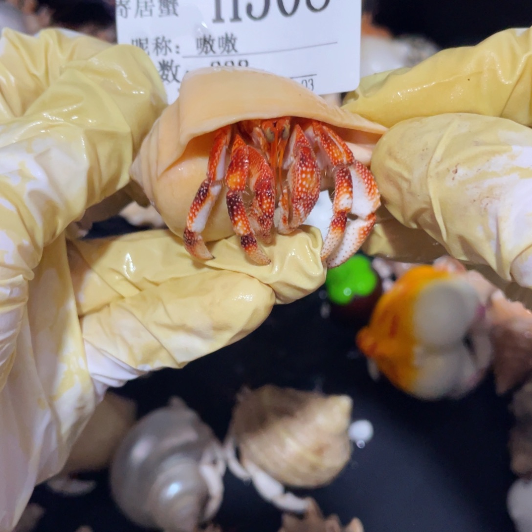 嗷***嗷蜗居异宠寄居蟹508