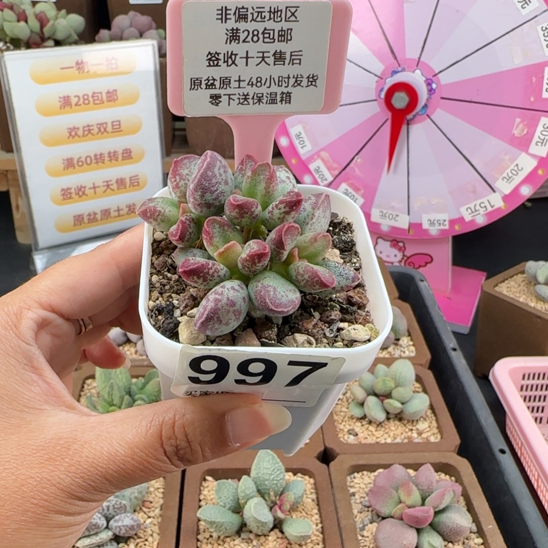 997艾薇多肉的植物