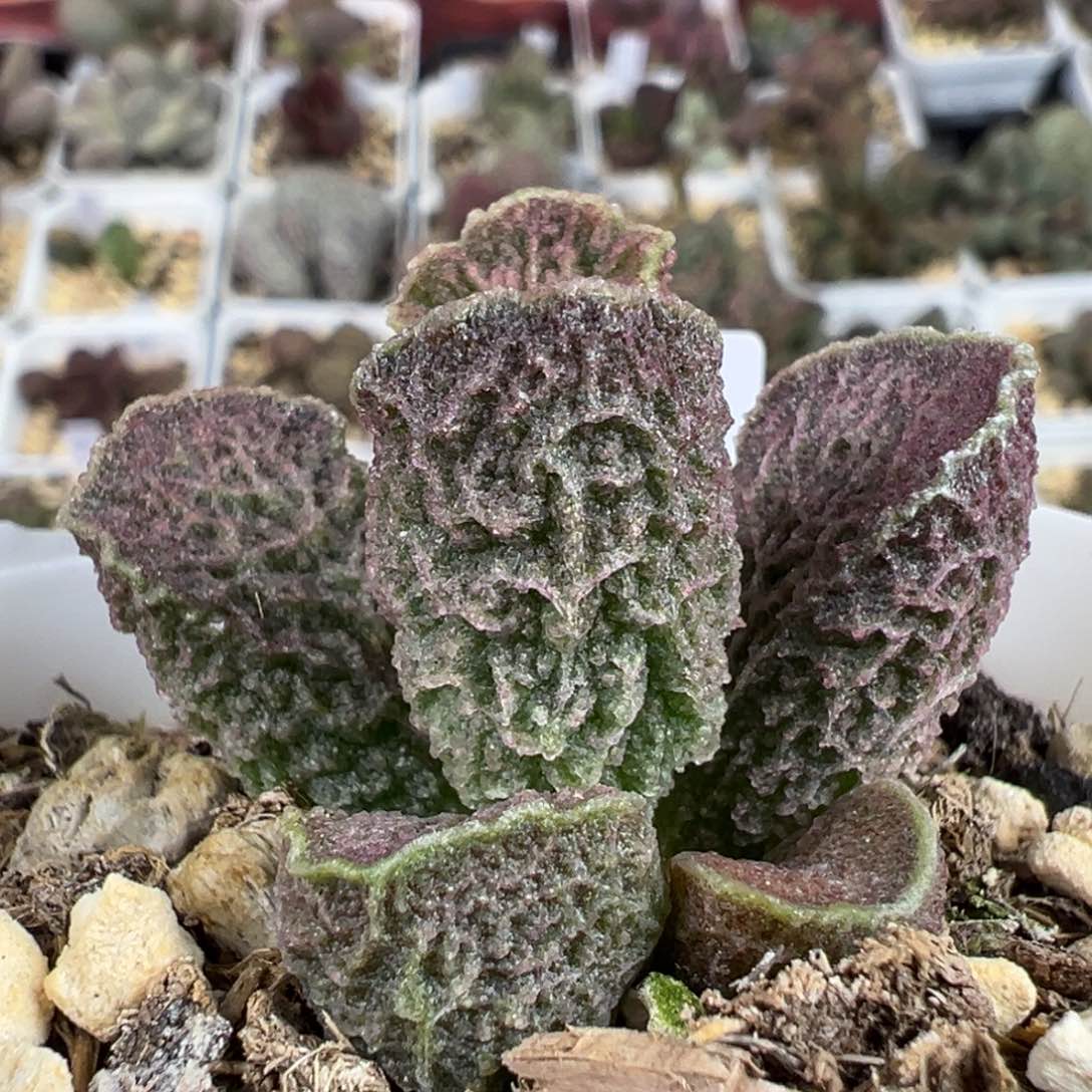 蜘蛛网纹款实生新品