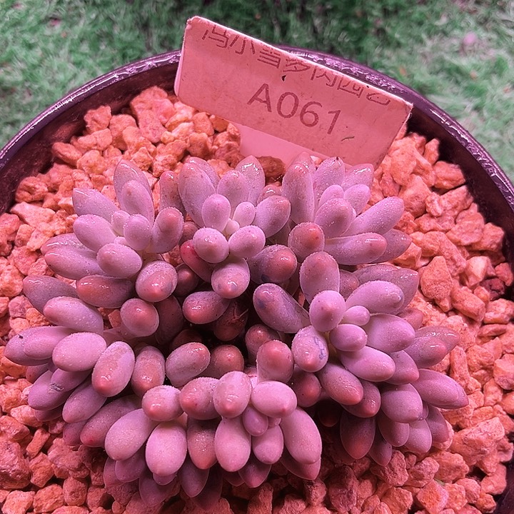 我是第一百个为妖姬应援哒