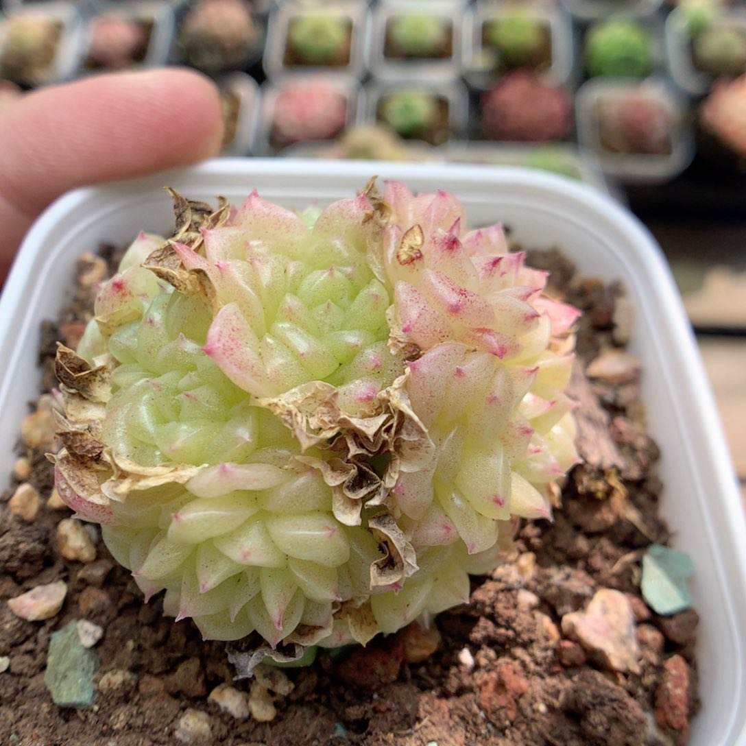 D10 ，柿子多肉20包邮两人凑单