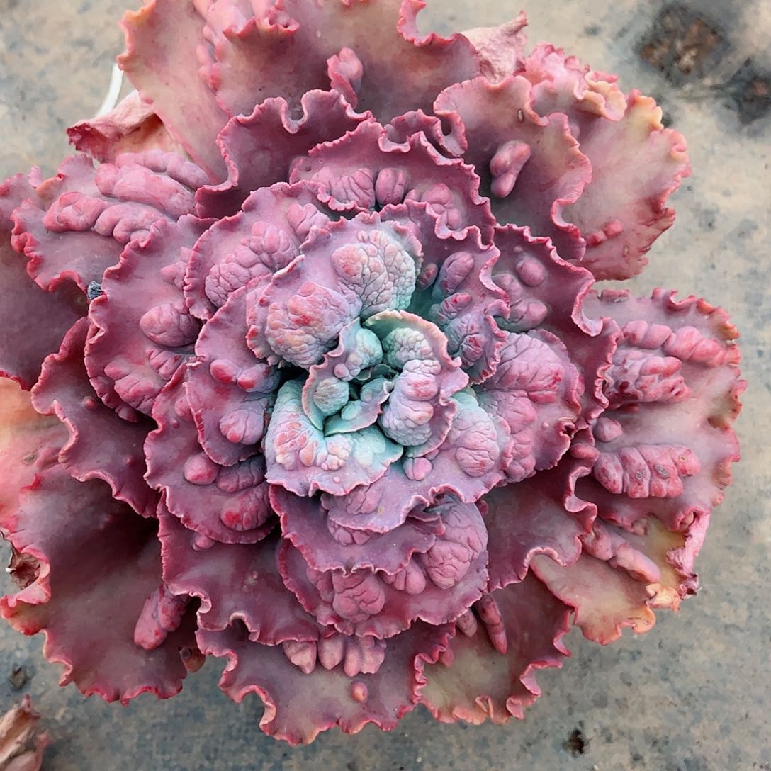 嘉年花大单头老桩