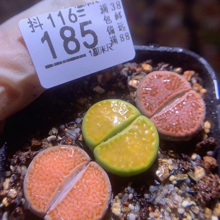 精品生石花116.185