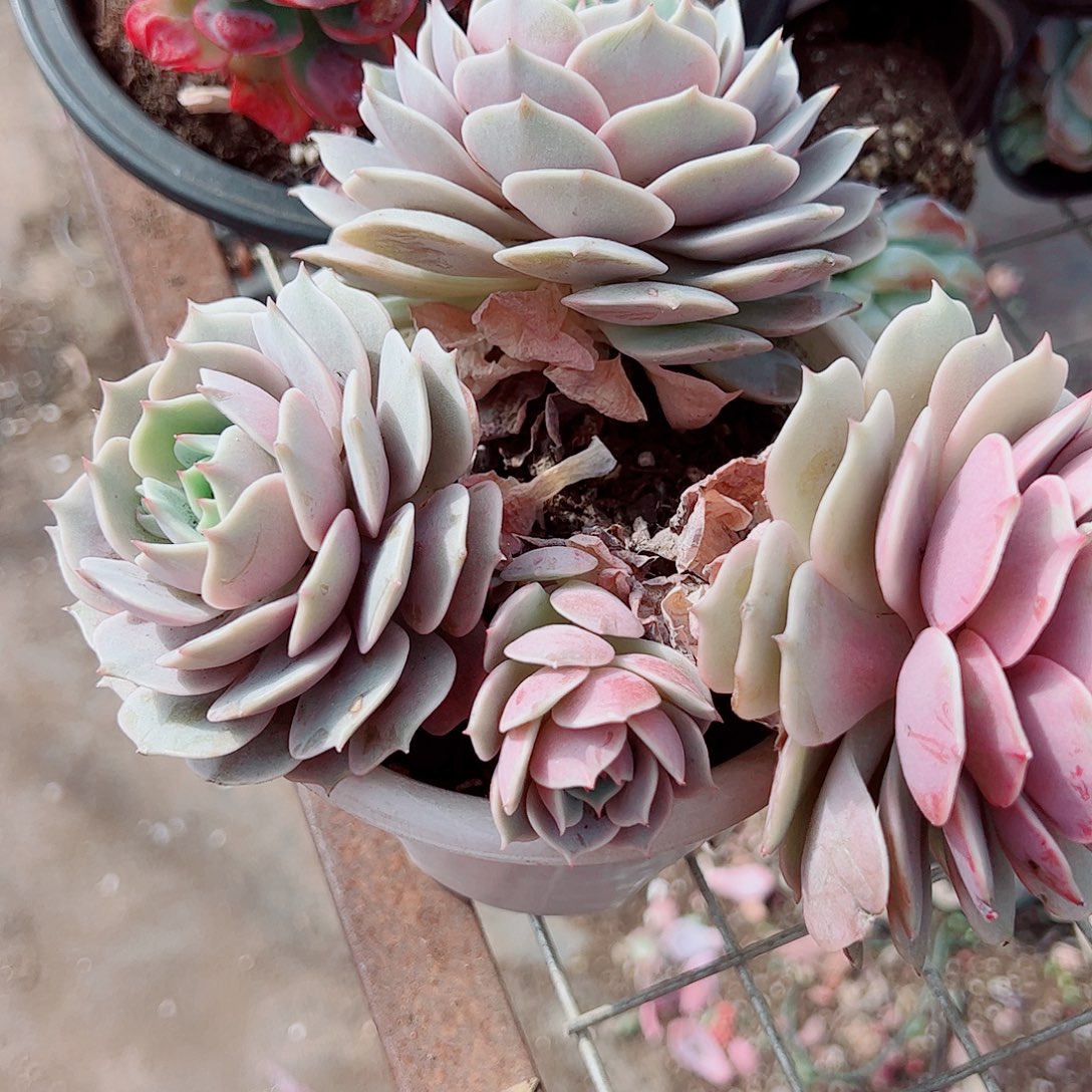 露娜莲多头造型精品