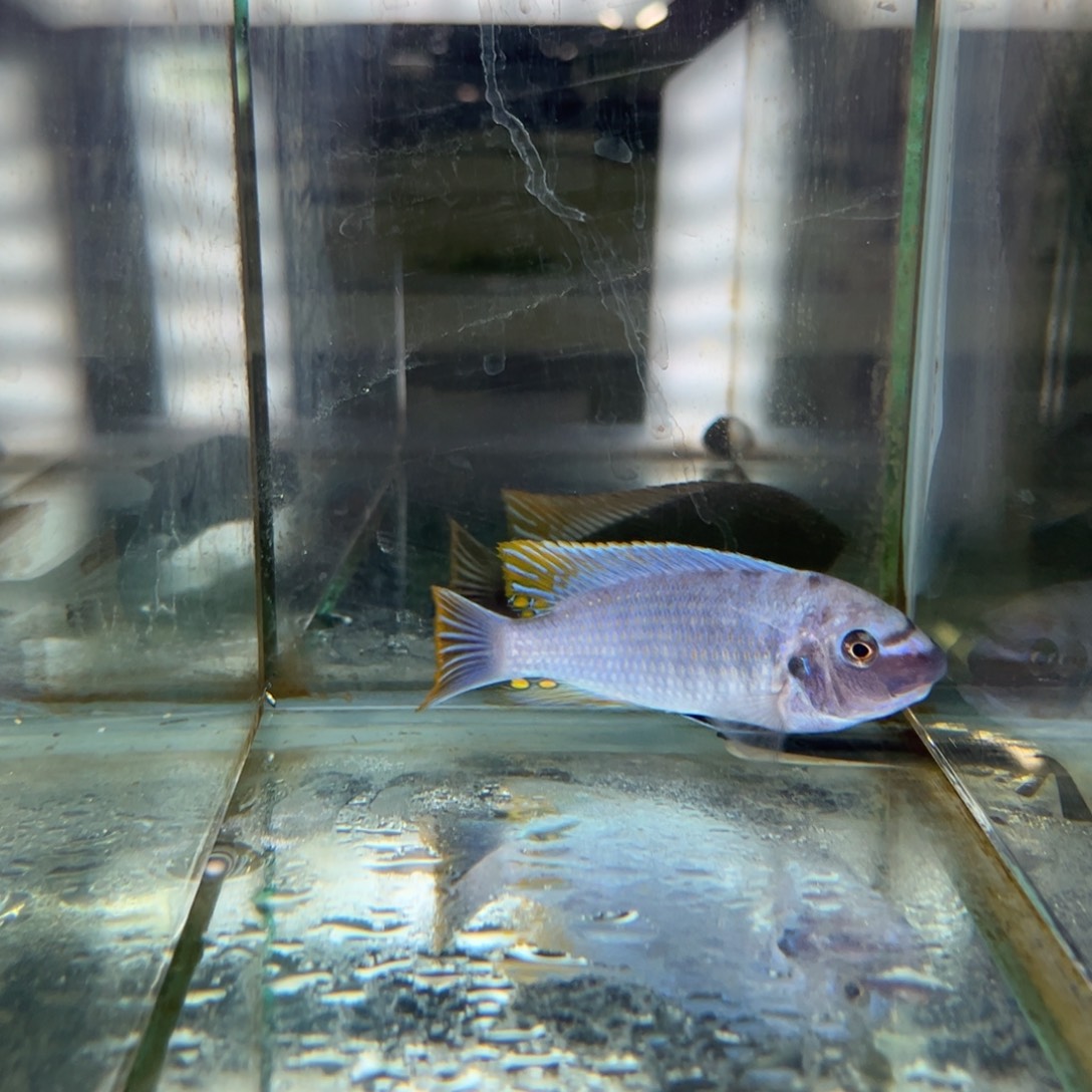海水鱼两条鱼套餐专拍