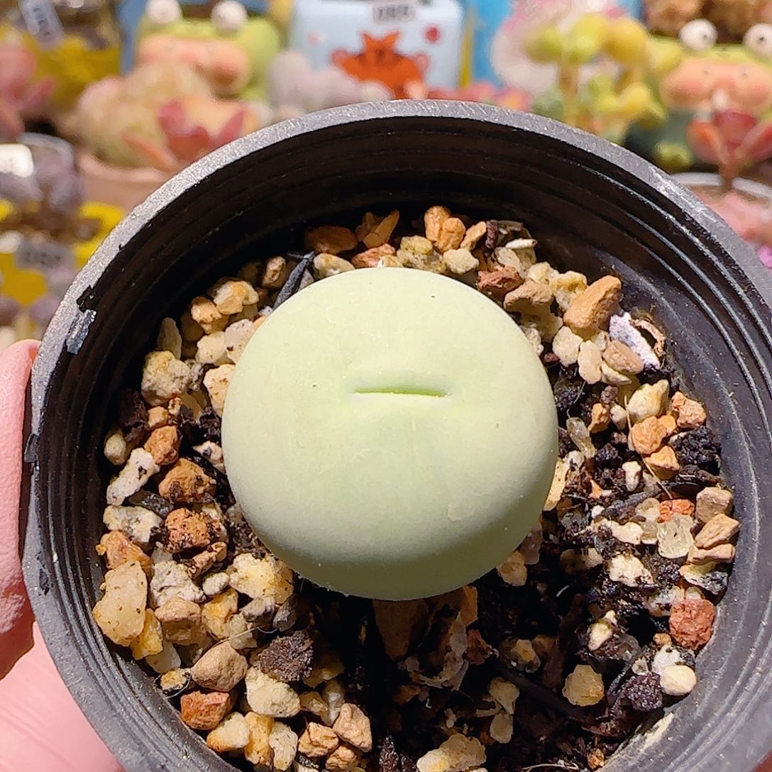 T圆圆鸽子蛋盆口2.5cm