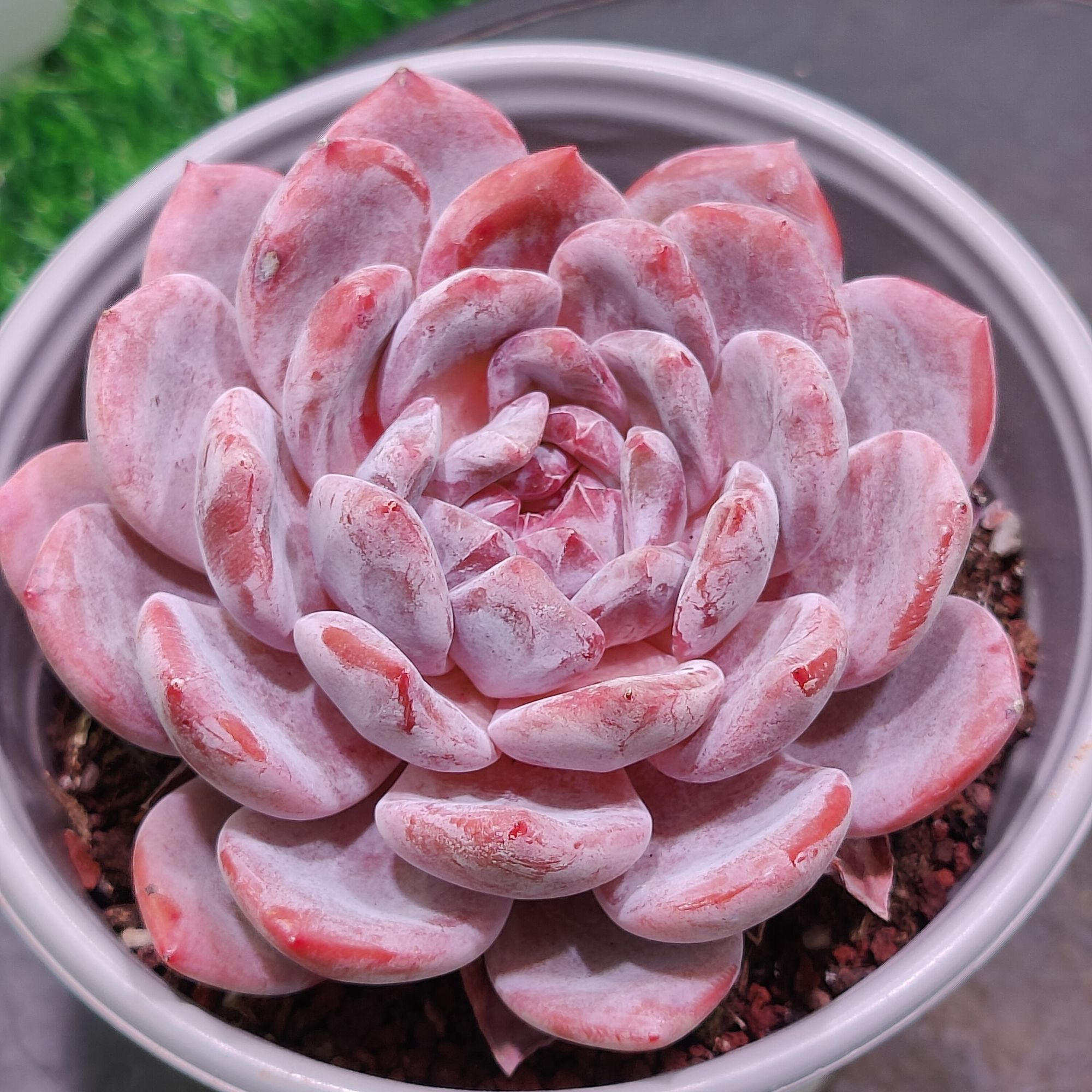 （琥珀园艺）星影橙