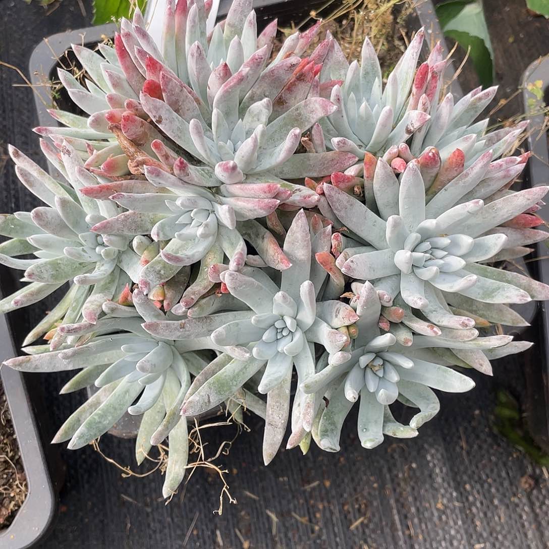 大群多头老桩10612