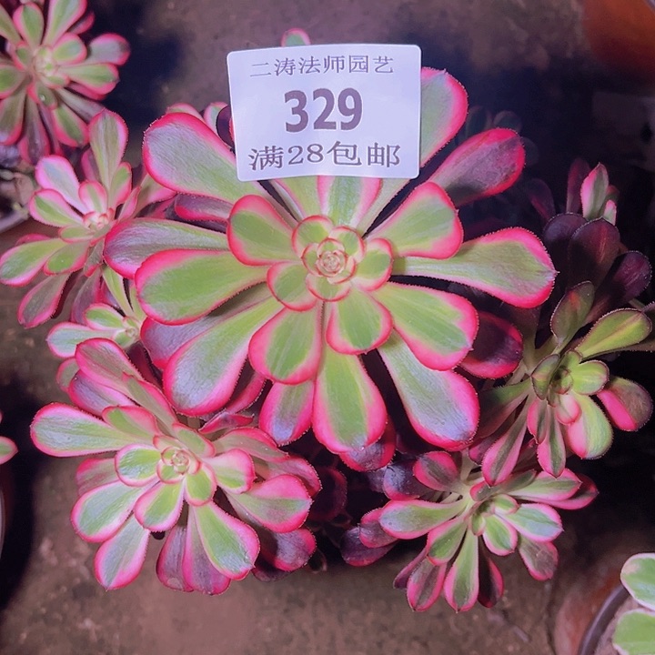 329丽娜多肉植物老桩