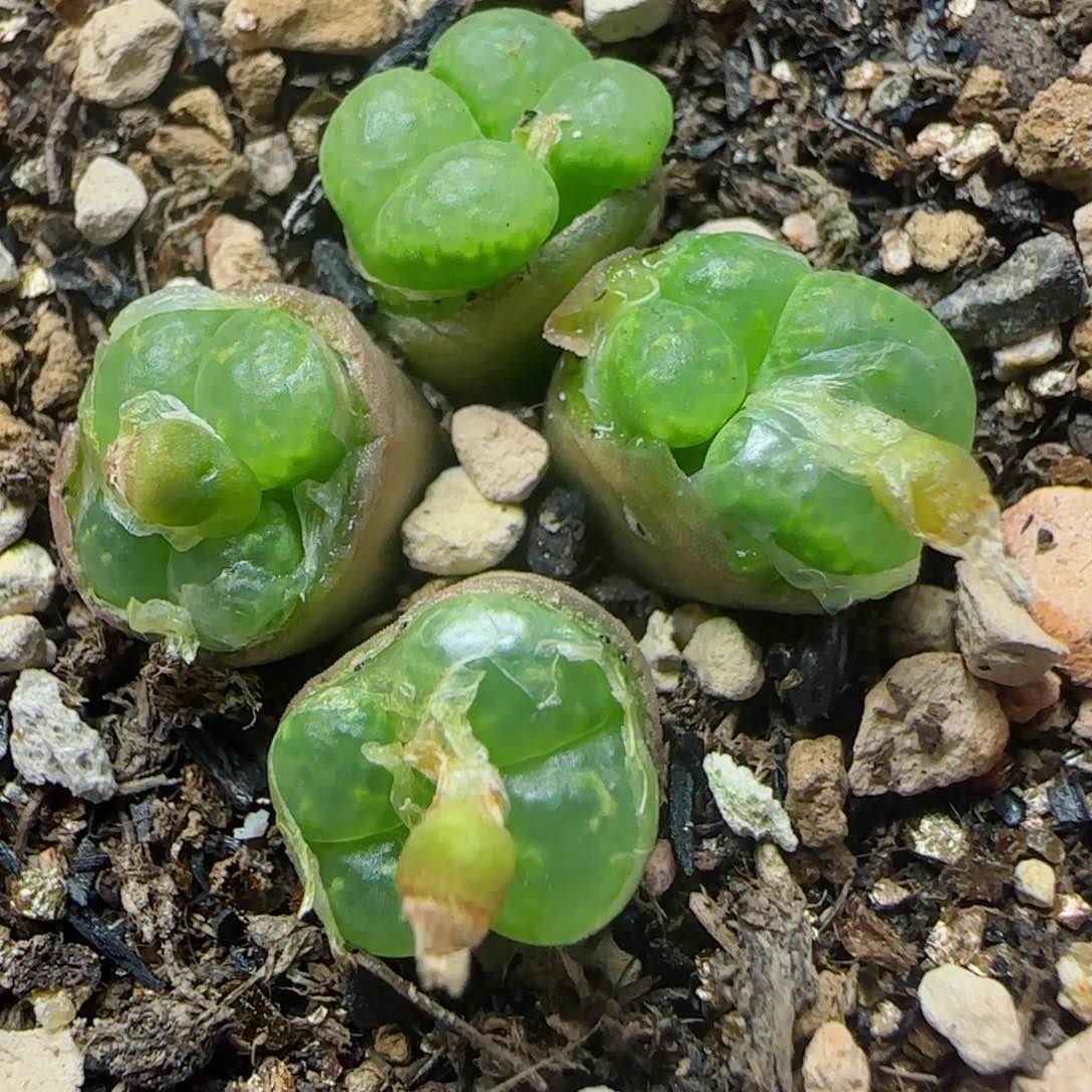 多肉植物TS透窗勋26ZD20号