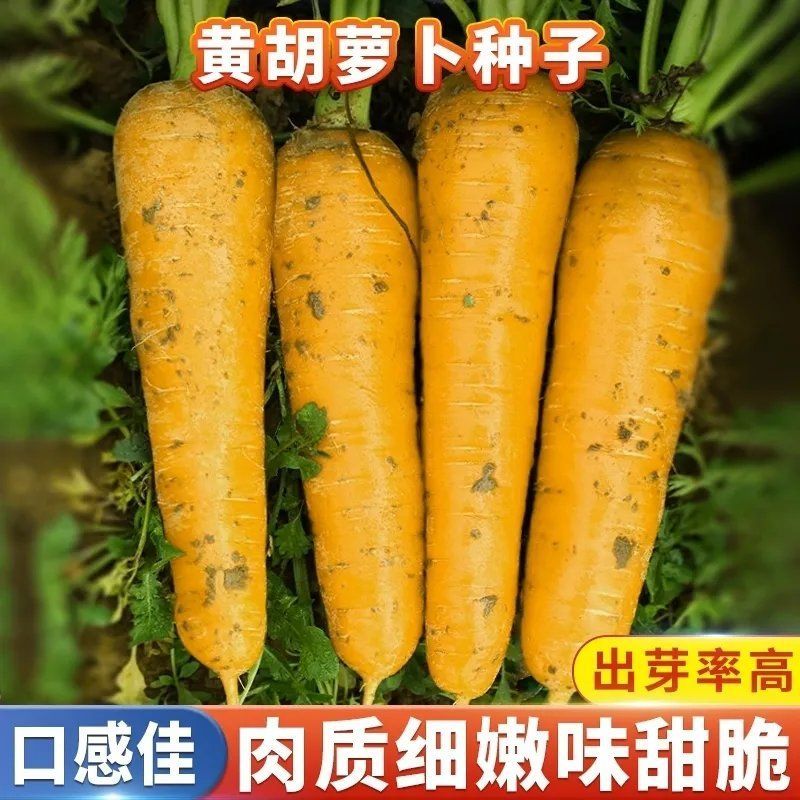 齐头黄胡萝卜种子生吃黄色水果萝卜种籽农家菜园庭院秋季蔬菜种孑