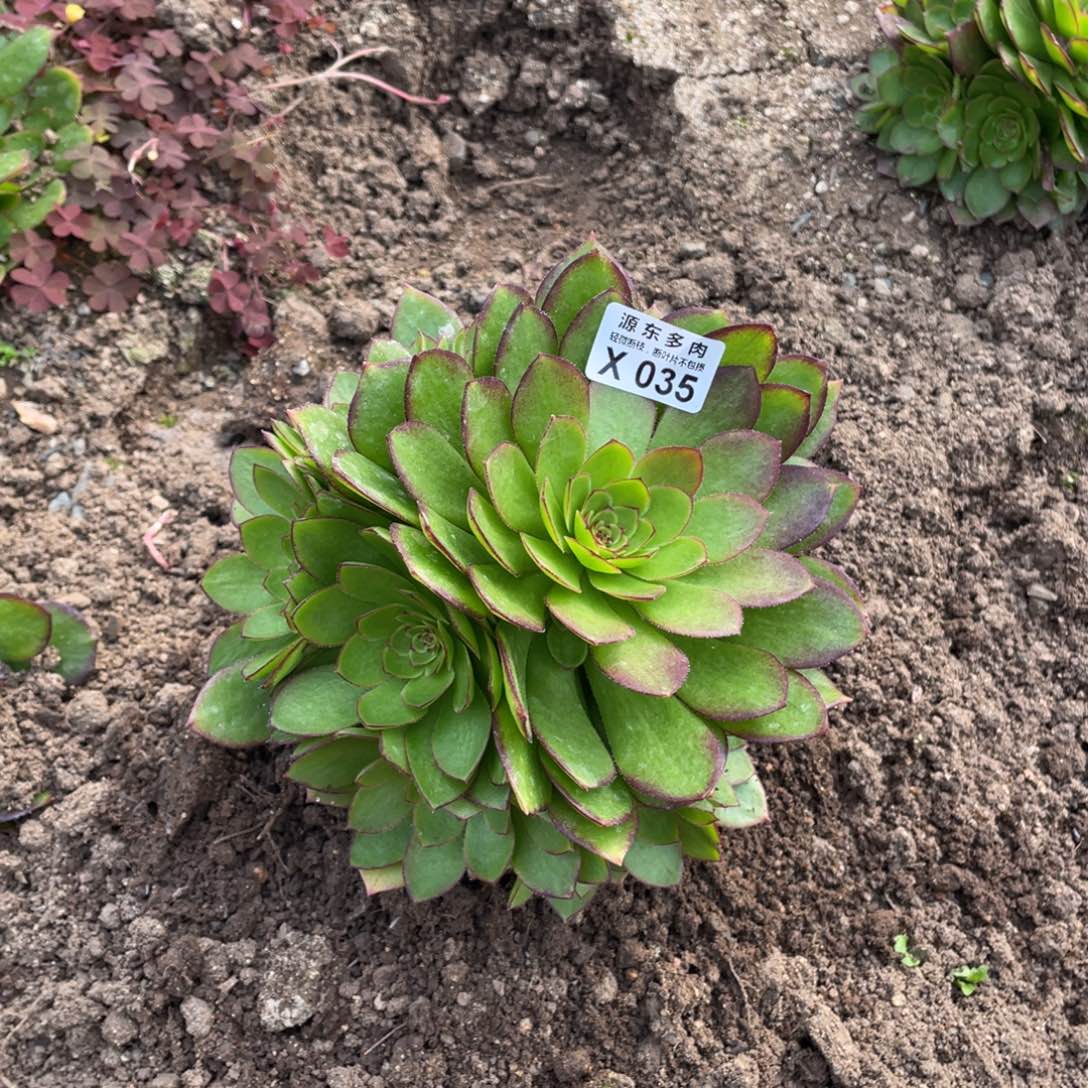 红魔多肉法师断枝不包量