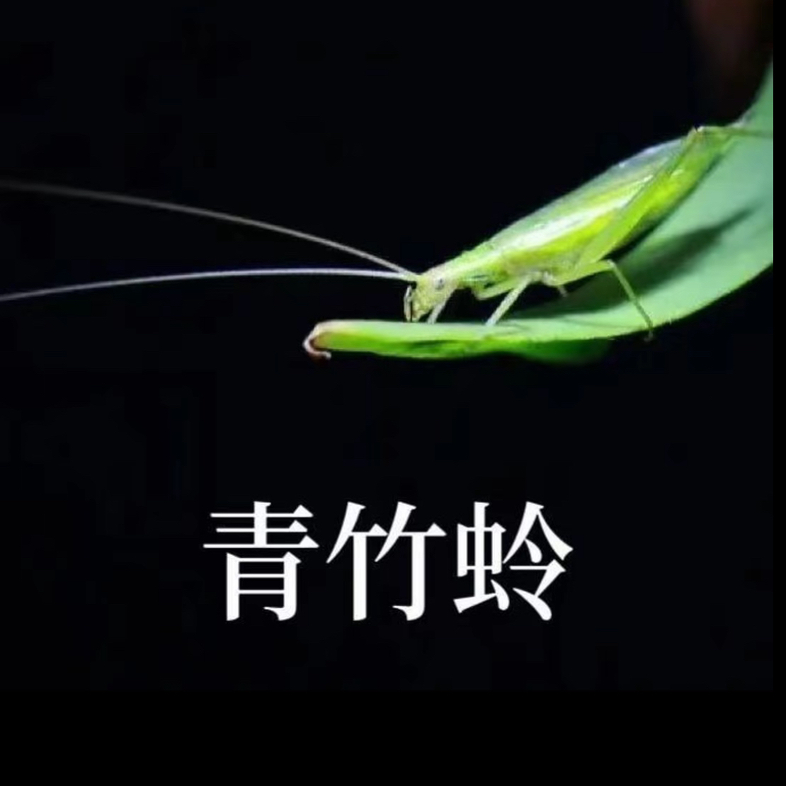 蓓蓓鸣虫_青竹蛉模型盒子（三个）