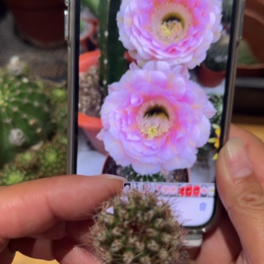 露露520侧芽2公分左右