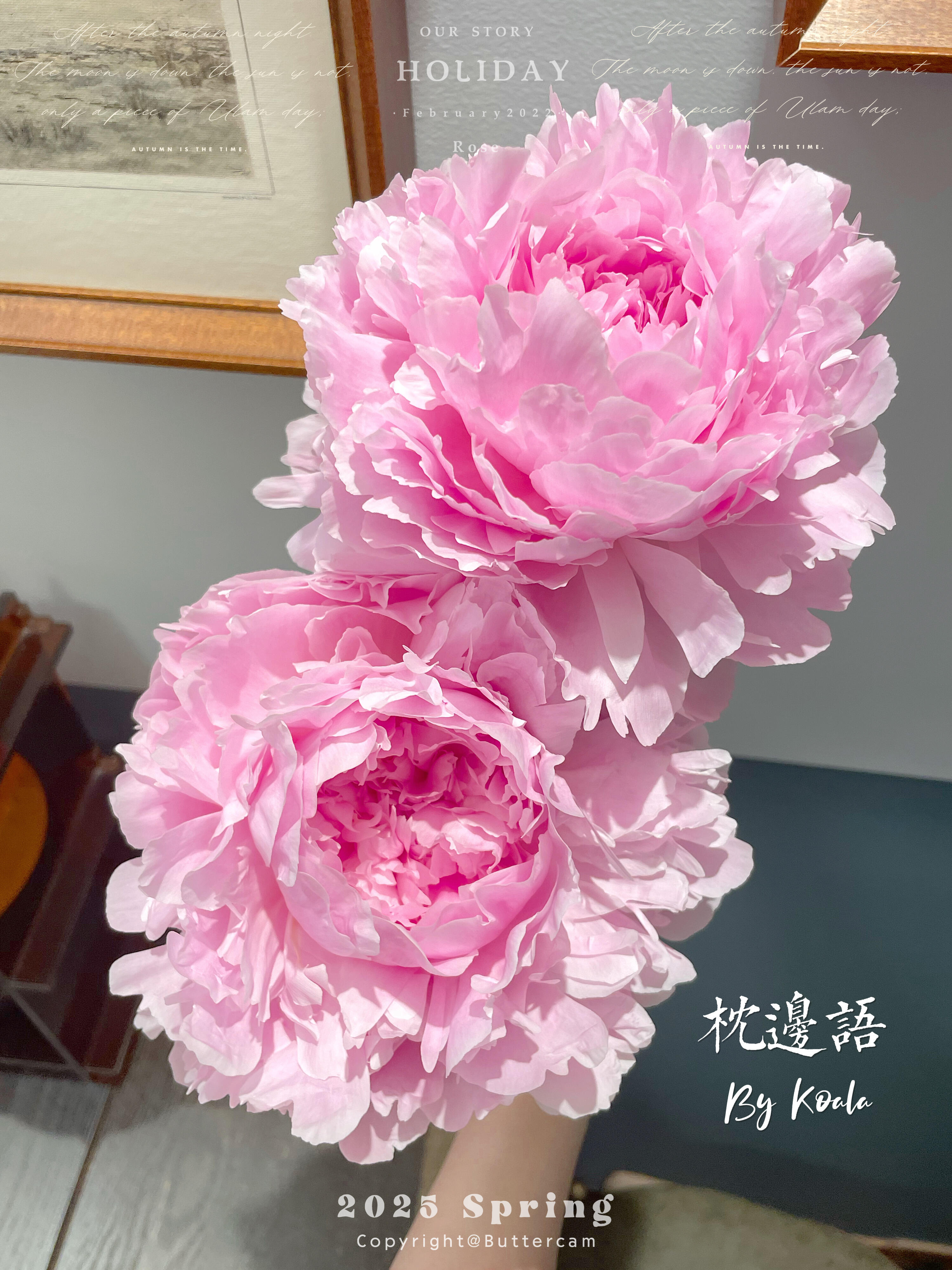 【3A进口大芍药】枕边语-芍药花