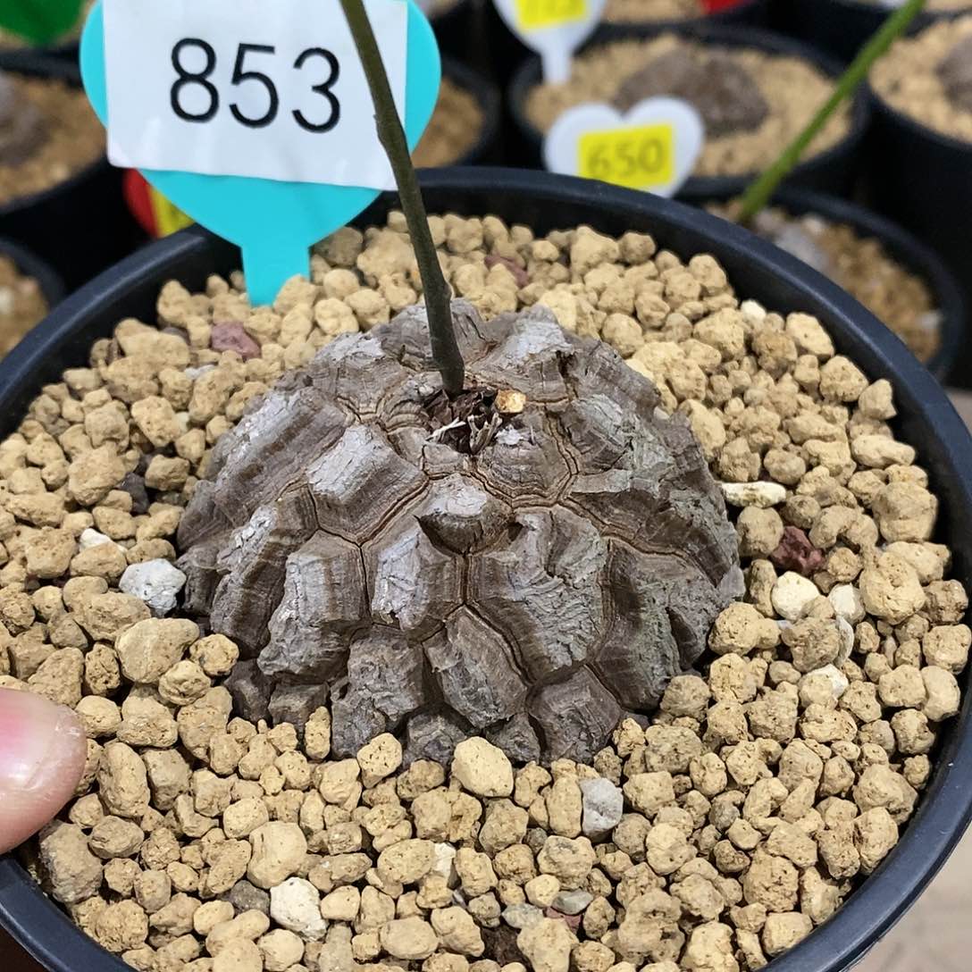 南非龟甲龙龟甲龙