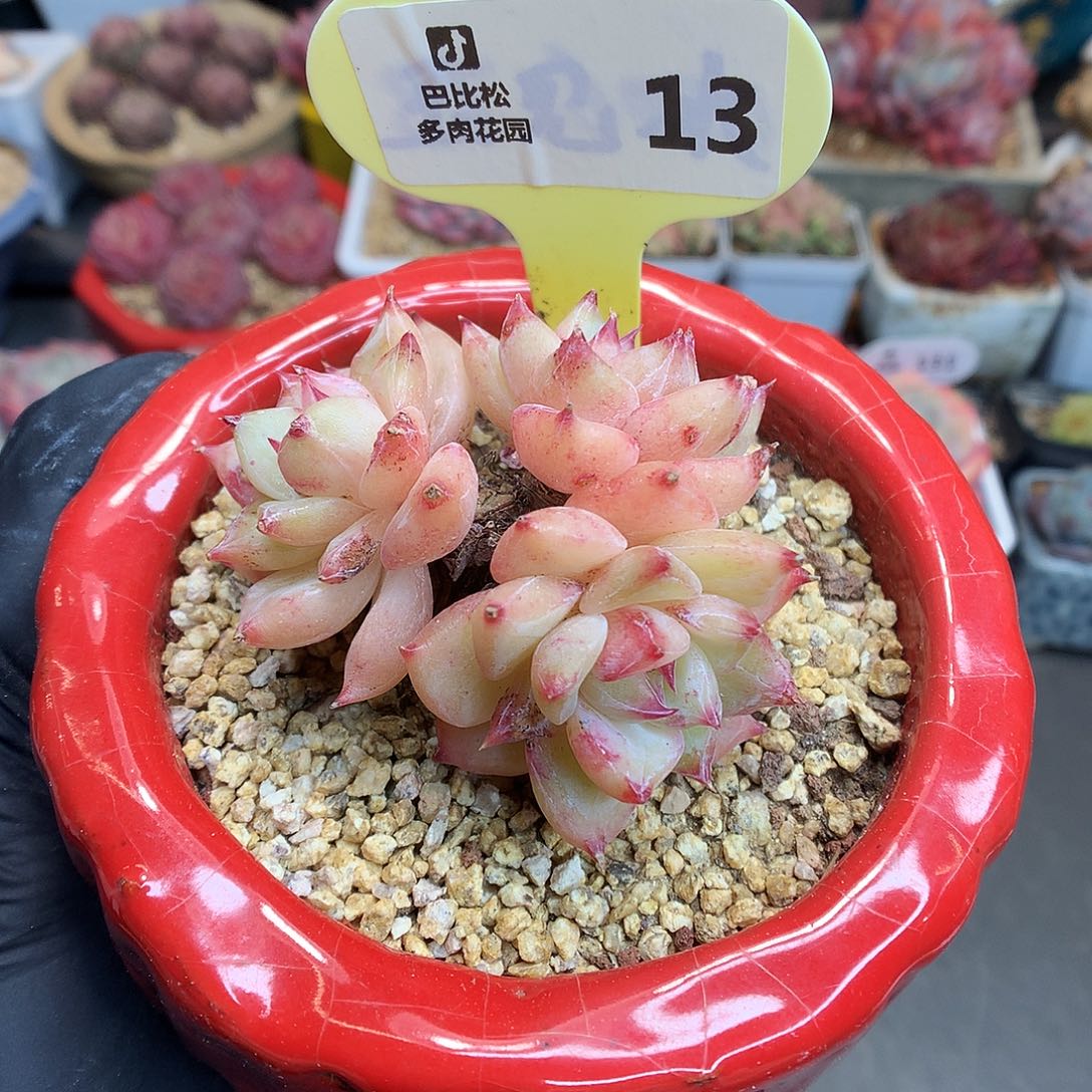 13 三头白拉糖多肉
