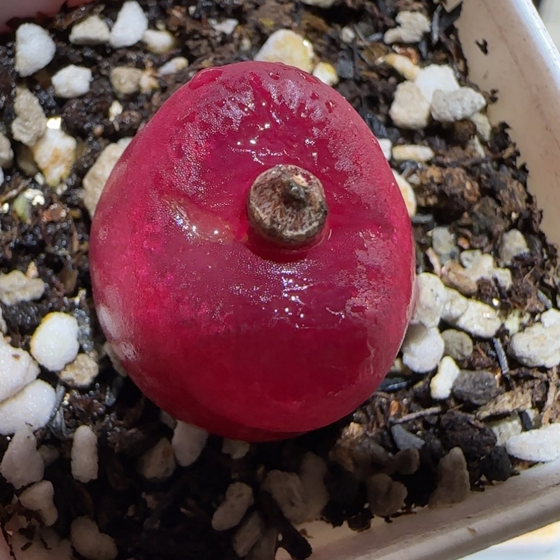 肉锥多肉植物百科26-有疤959