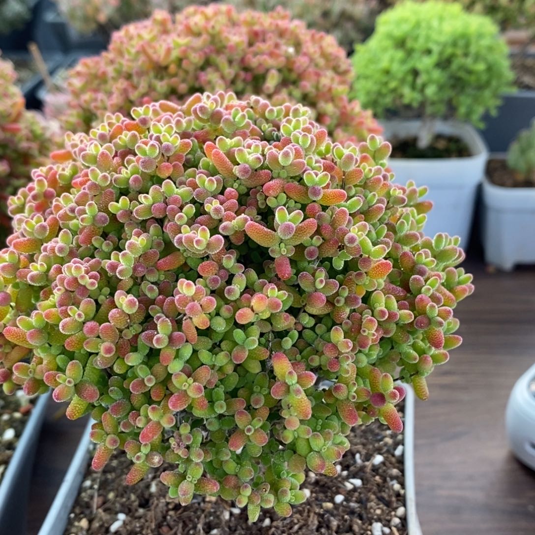 周***周蜜橘糖球4082枝干番杏