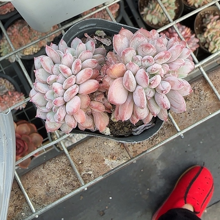 青蛙王子儿童牙膏11