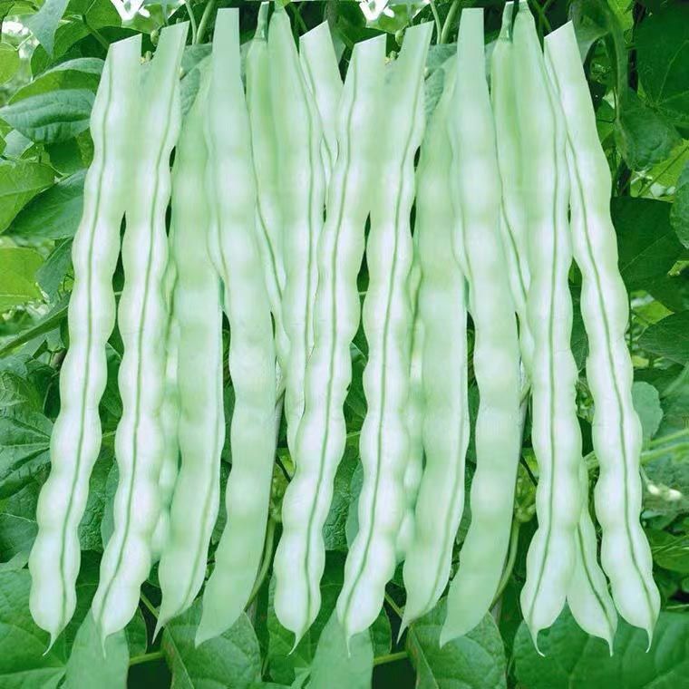 九粒白芸豆种子早熟无筋豆白不老芸豆四季蔬菜种子