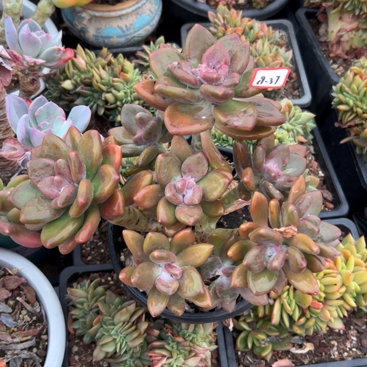 精品多肉植物老桩芒果奶