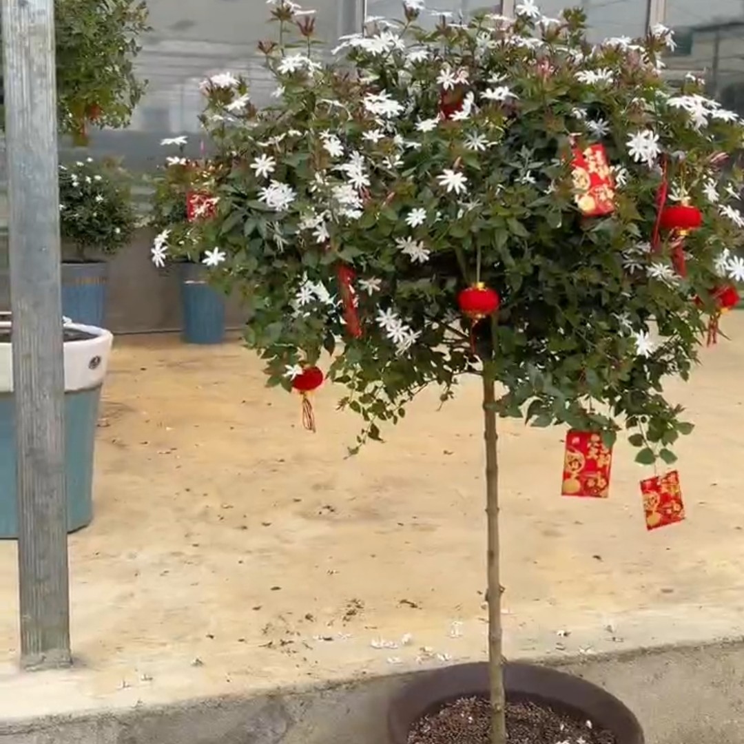 粉苞高杆老桩棒棒糖