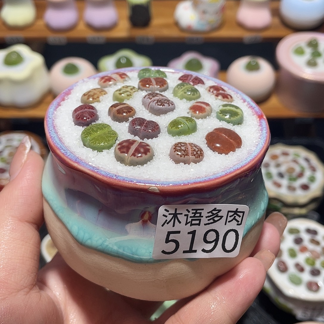 带盆土植物 一物一拍5190